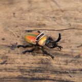 magnet / マグネット　マグネット ニジイロクワガタ（RAINBOW BEETLE）