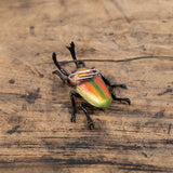 magnet / マグネット　マグネット ニジイロクワガタ（RAINBOW BEETLE）