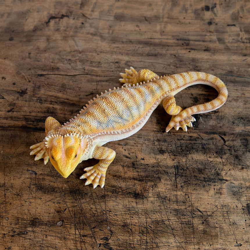 magnet / マグネット　PET BANK ペットバンク　POGONA YELLOW　フトアゴヒゲトカゲ　リアルな動物の貯金箱