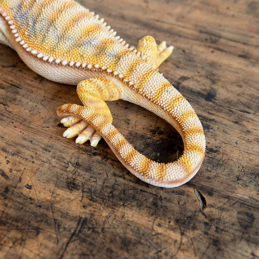 magnet / マグネット　PET BANK ペットバンク　POGONA YELLOW　フトアゴヒゲトカゲ　リアルな動物の貯金箱