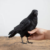 magnet / マグネット　貯金箱 カラス(CARRION CROW)