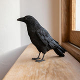 magnet / マグネット　貯金箱 カラス(CARRION CROW)