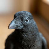 magnet / マグネット　貯金箱 カラス(CARRION CROW)